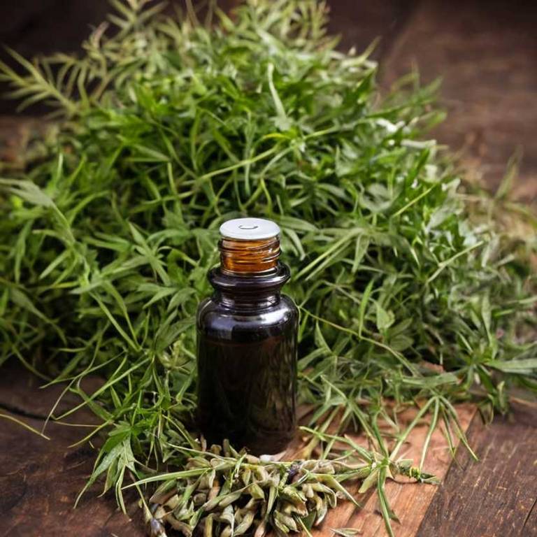 herbal tinctures for hematuria Serenoa repens