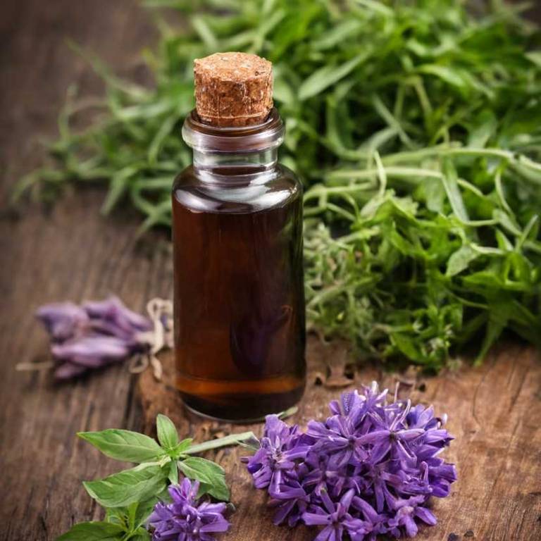 herbal tinctures for high-blood-pressure Prunella vulgaris