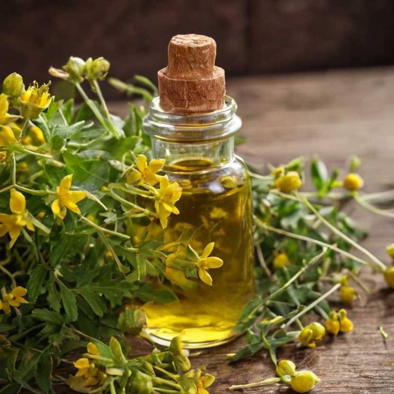 herbal tinctures for high-cholesterol Hypericum perforatum