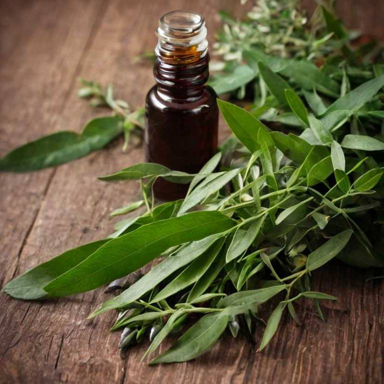 herbal tinctures for hypertension Ruscus aculeatus