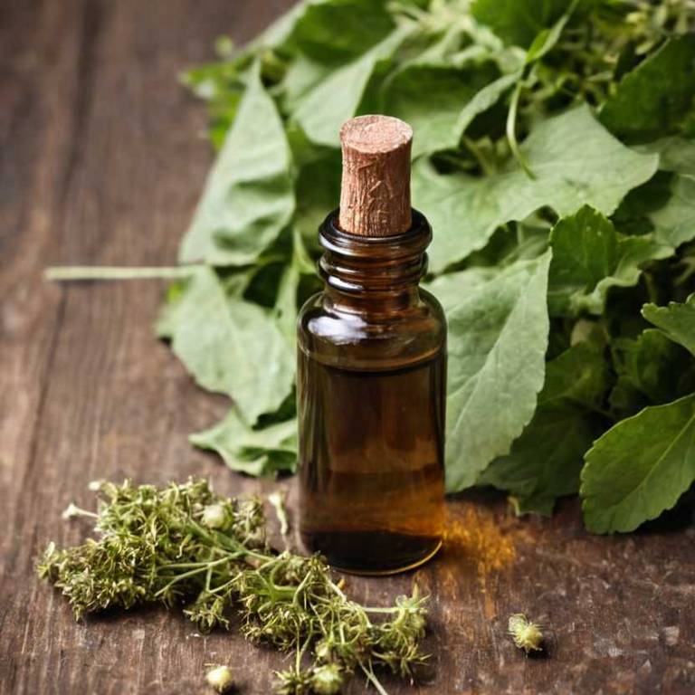 herbal tinctures for hypertension Tilia platyphyllos