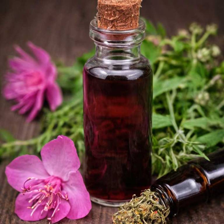 herbal tinctures for jaundice Rosa rubiginosa