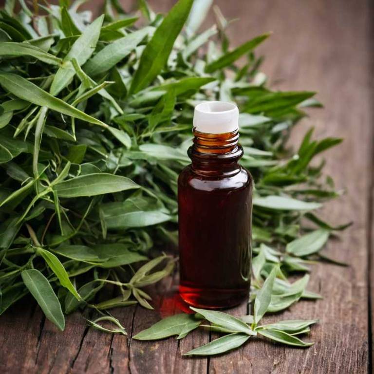 herbal tinctures for joint-pain Ruscus aculeatus