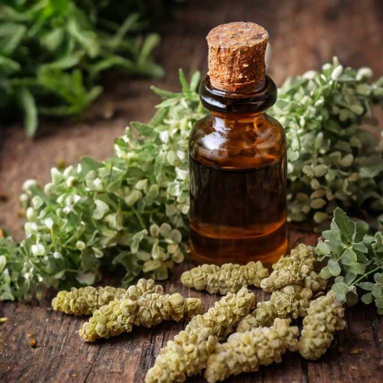 herbal tinctures for leg-pain Boswellia serrata