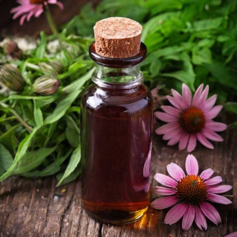 herbal tinctures for leg-pain Echinacea purpurea