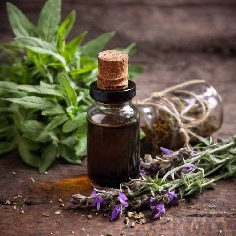 herbal tinctures for lice Salvia officinalis