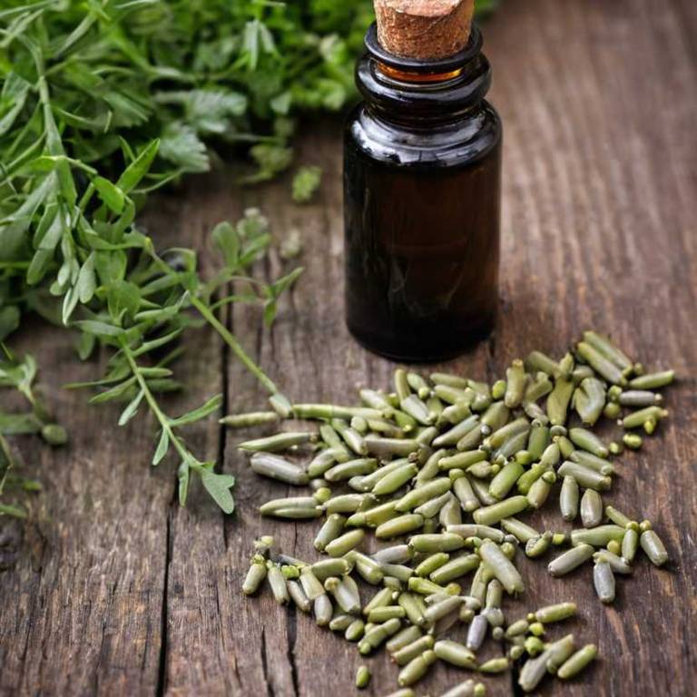 herbal tinctures for lymph-node-swelling Baptisia tinctoria