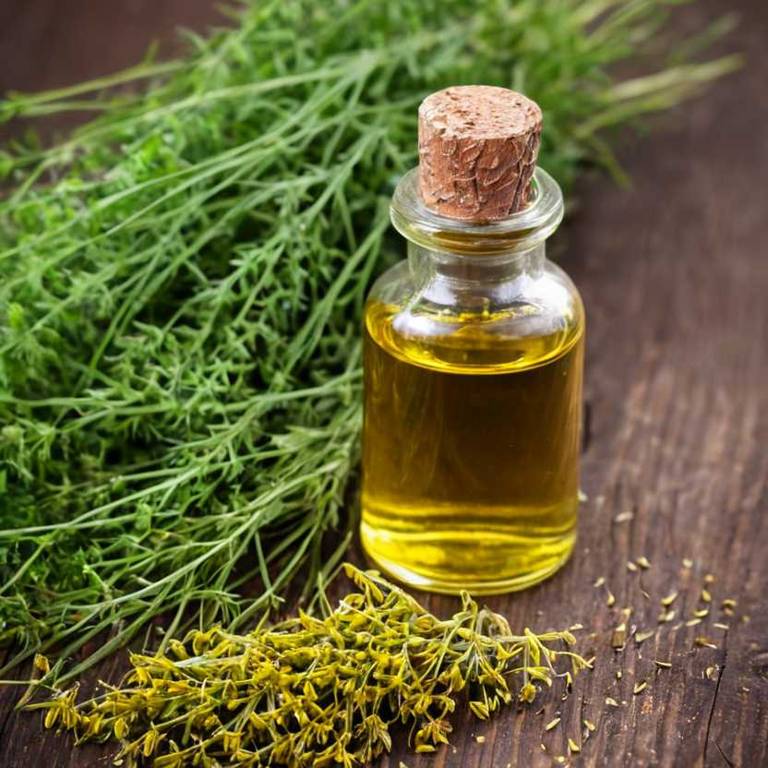 herbal tinctures for menstrual-cramps Foeniculum vulgare