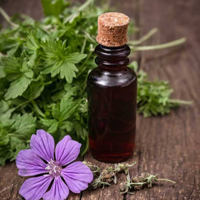 herbal tinctures for mucus Malva sylvestris