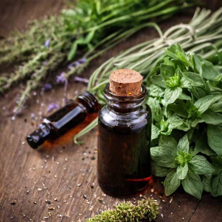 herbal tinctures for mucus Plantago major