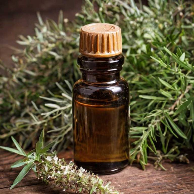 herbal tinctures for nail-fungus Melaleuca alternifolia