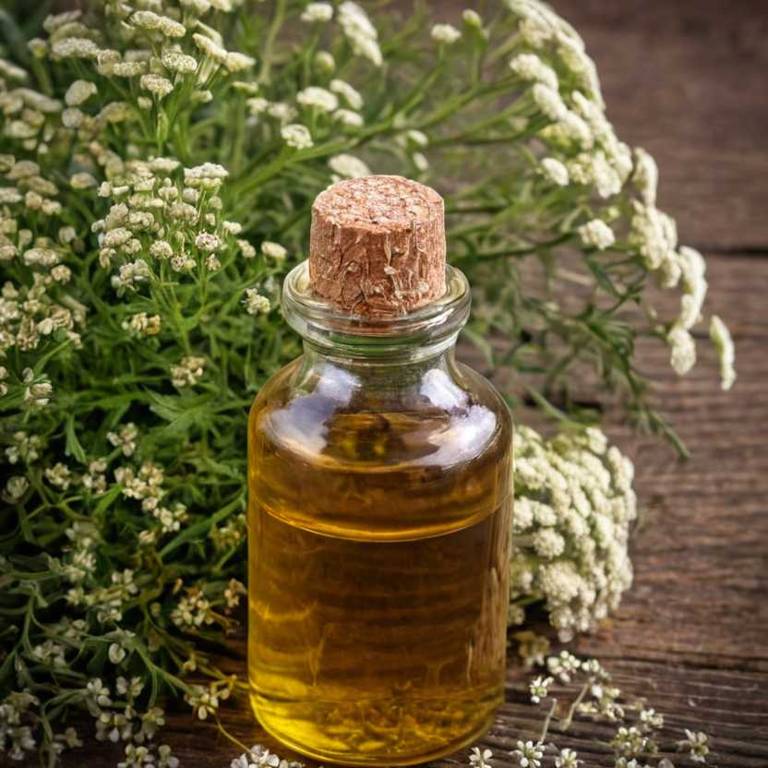 herbal tinctures for one-side-headache Achillea millefolium