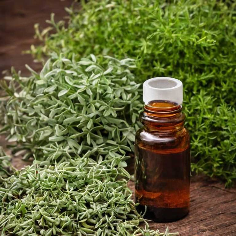 herbal tinctures for osteoarthritis Harpagophytum procumbens