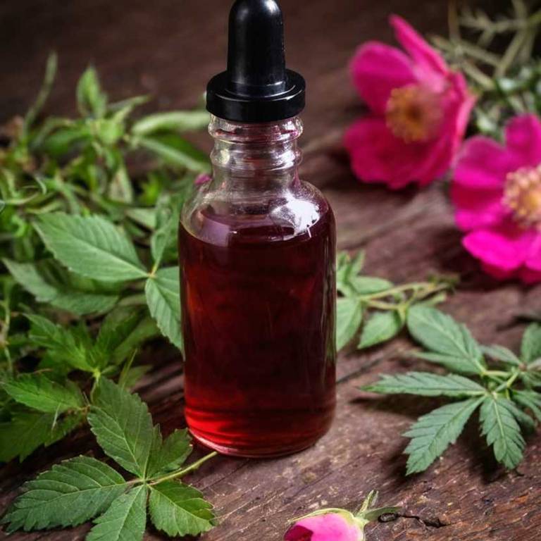 herbal tinctures for osteoporosis Rosa rugosa