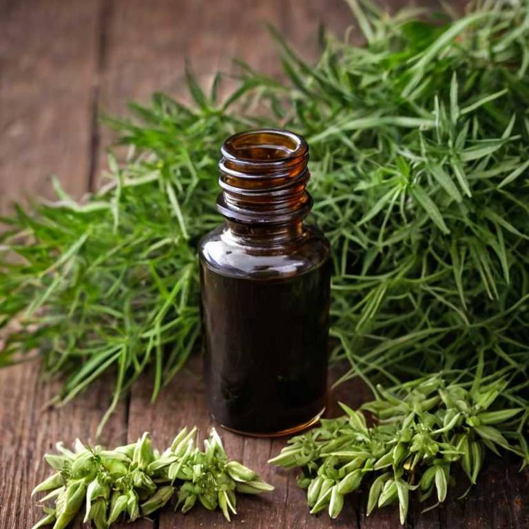 herbal tinctures for overactive-bladder Serenoa repens