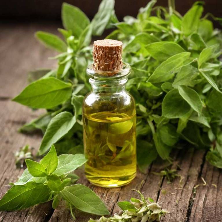 herbal tinctures for overeating Gymnema sylvestre