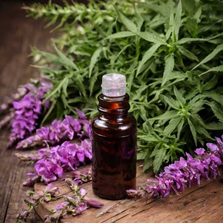 herbal tinctures for palpitation Digitalis purpurea