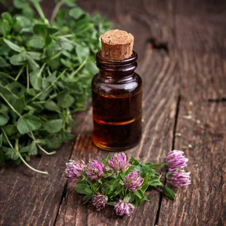 herbal tinctures for periods-over-bleeding Trifolium pratense