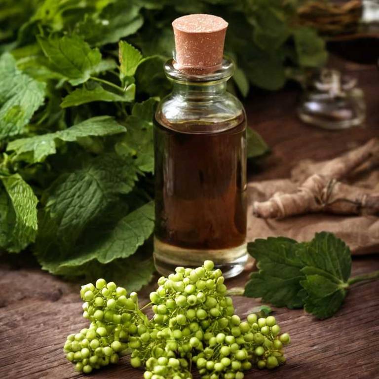 herbal tinctures for periods-over-bleeding Viburnum opulus