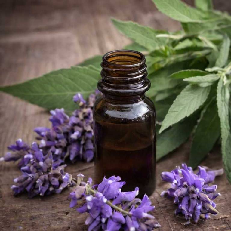 herbal tinctures for periods-over-bleeding Vitex agnus castus