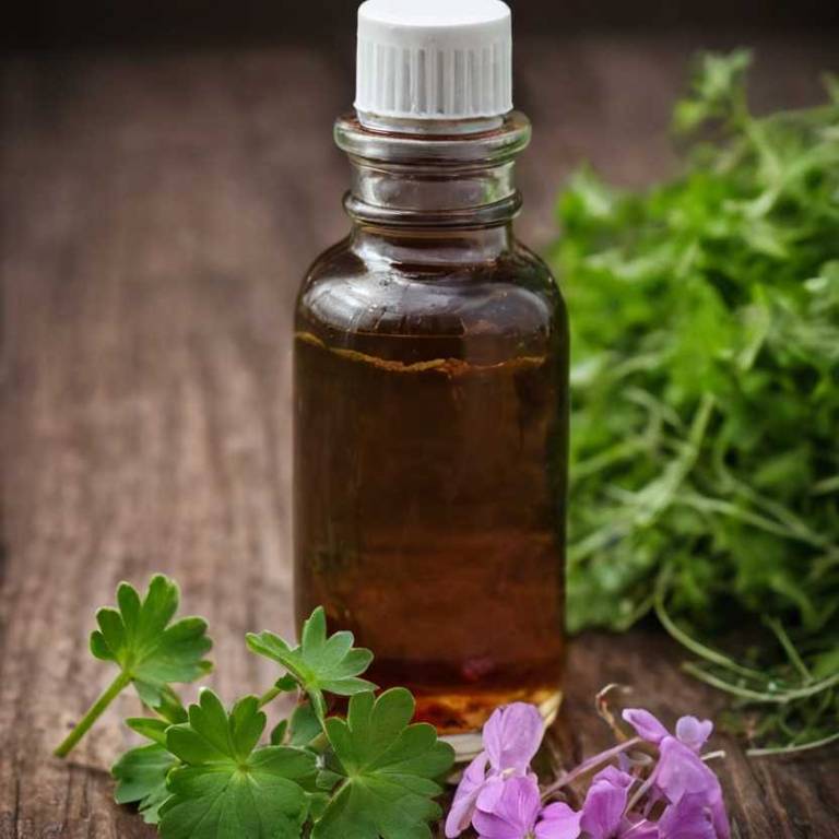 herbal tinctures for pimples Geranium maculatum