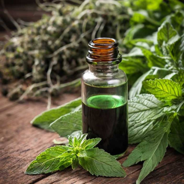 herbal tinctures for plantar-fasciitis Mentha x piperita