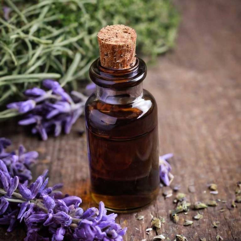 herbal tinctures for prostatitis Lavandula angustifolia