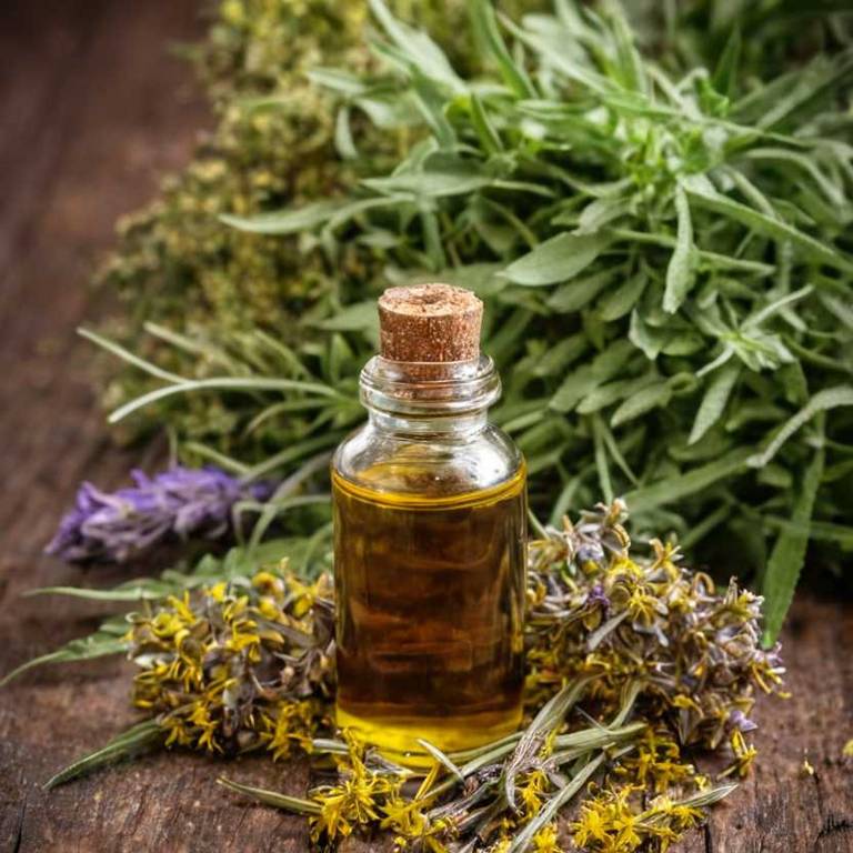 herbal tinctures for runny-nose Solidago virgaurea