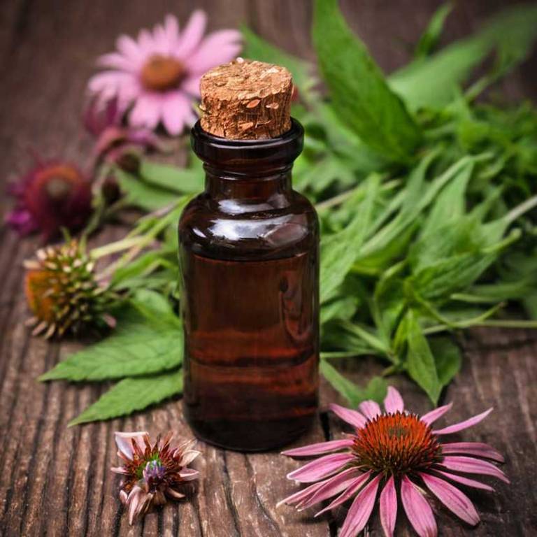 herbal tinctures for sinusitis Echinacea angustifolia