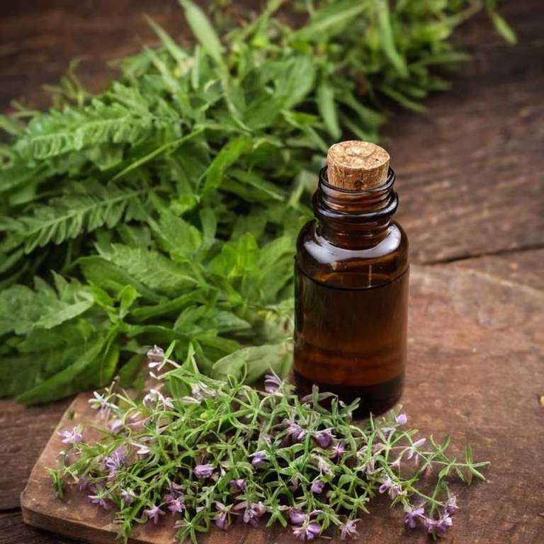 herbal tinctures for throat-pain Phyllanthus emblica