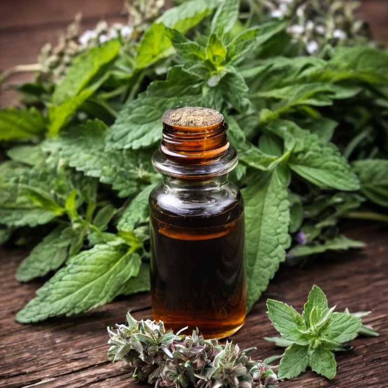 herbal tinctures for tickling-throat Mentha x piperita