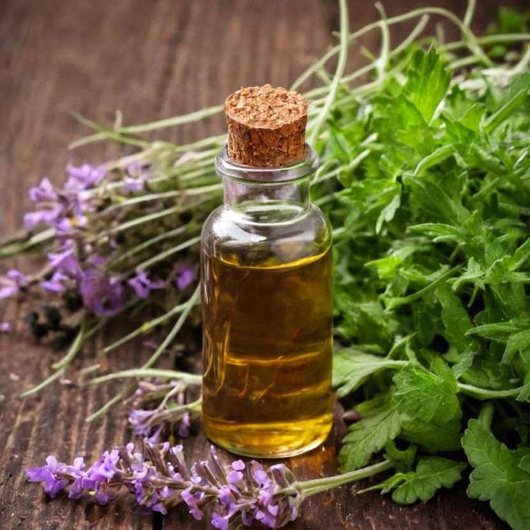 herbal tinctures for tonsillitis Verbena officinalis