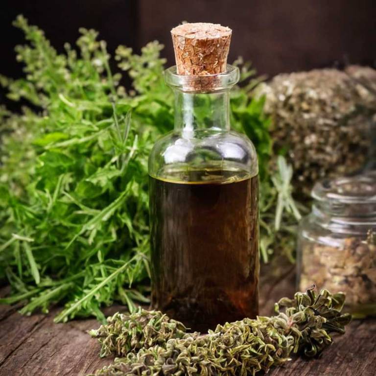 herbal tinctures for upset-stomach Petroselinum crispum