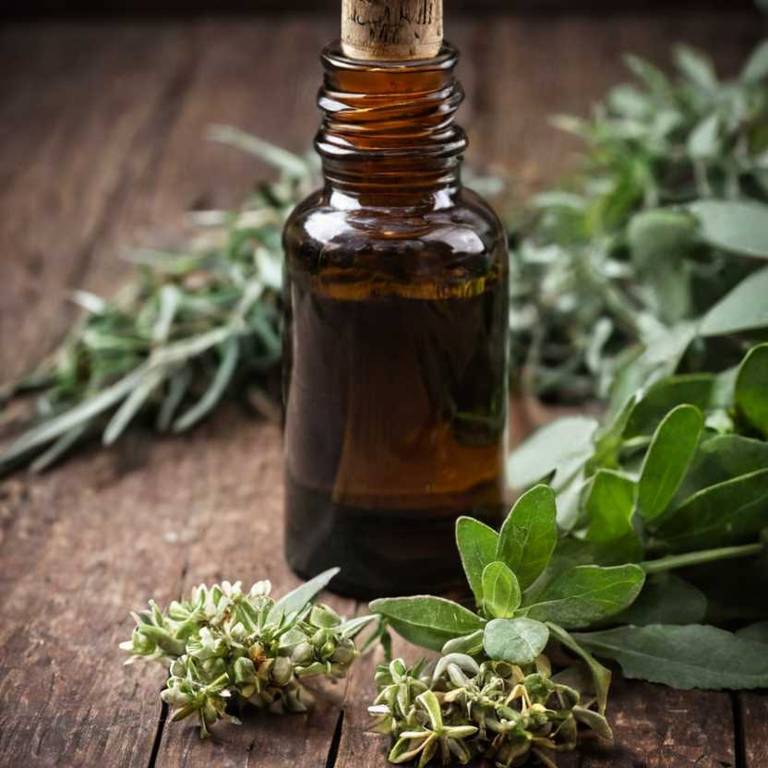 herbal tinctures for wheezing Eucalyptus globulus