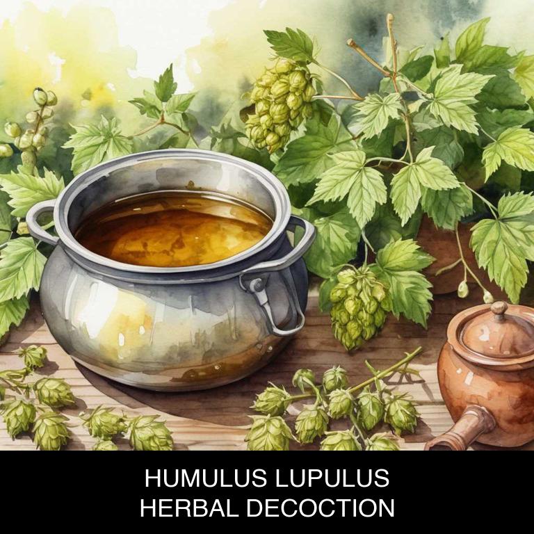 humulus lupulus herbal decoctions for insomnia