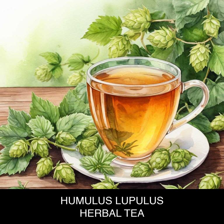 humulus lupulus herbal teas for anxiety