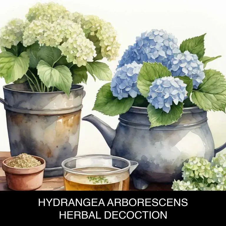 hydrangea arborescens herbal decoctions for nasal-congestion