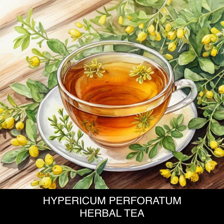 hypericum perforatum herbal teas for burns