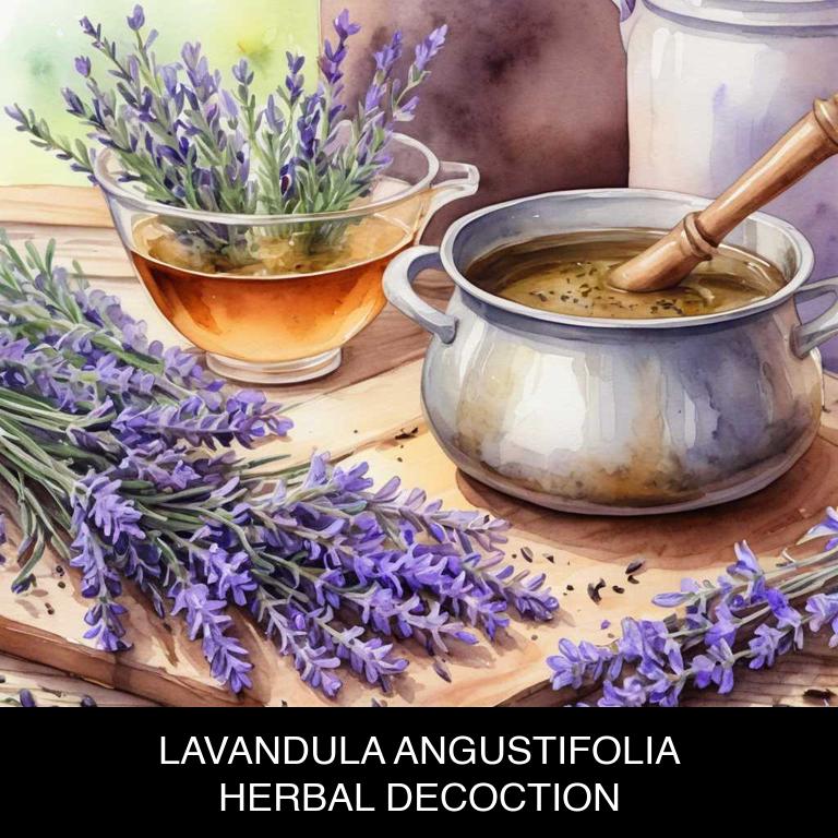 lavandula angustifolia herbal decoctions for mouth-reddened-corners