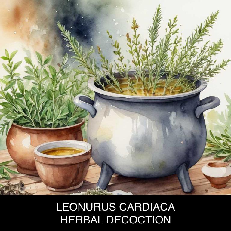 leonurus cardiaca herbal decoctions for neuritis