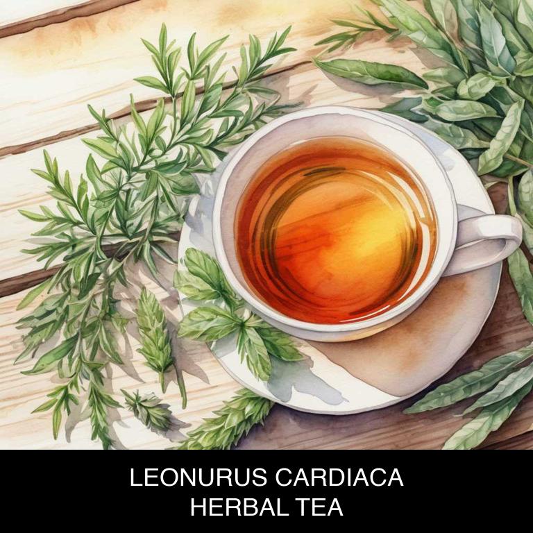 leonurus cardiaca herbal teas for menopause