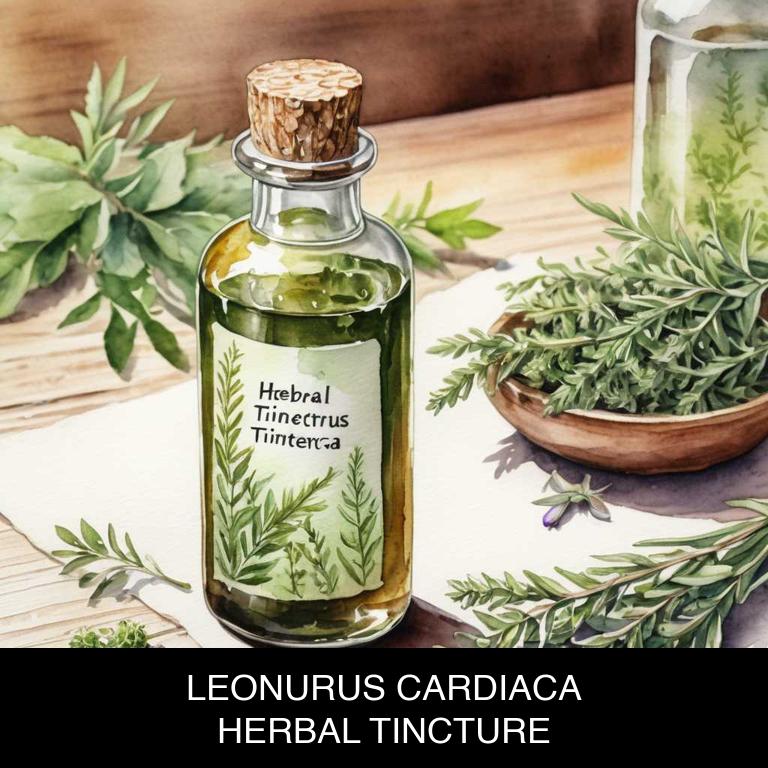 leonurus cardiaca herbal tinctures for hyperthyroidism