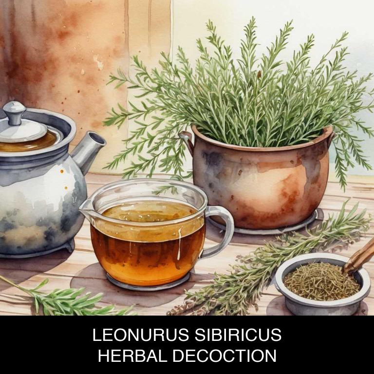 leonurus sibiricus herbal decoctions for restless-leg-syndrome