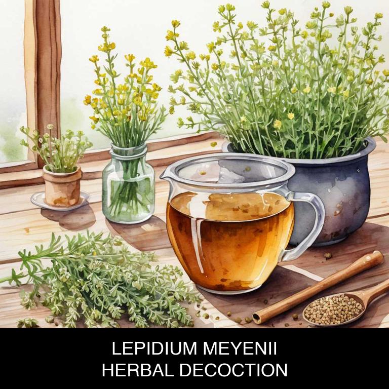 lepidium meyenii herbal decoctions for adrenal-fatigue