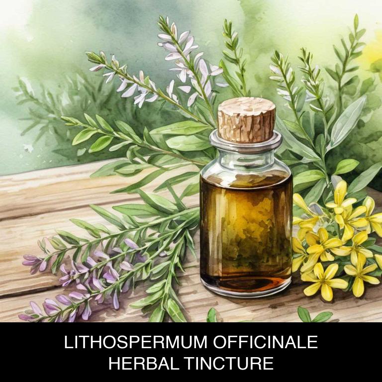 lithospermum officinale herbal tinctures for hypertension