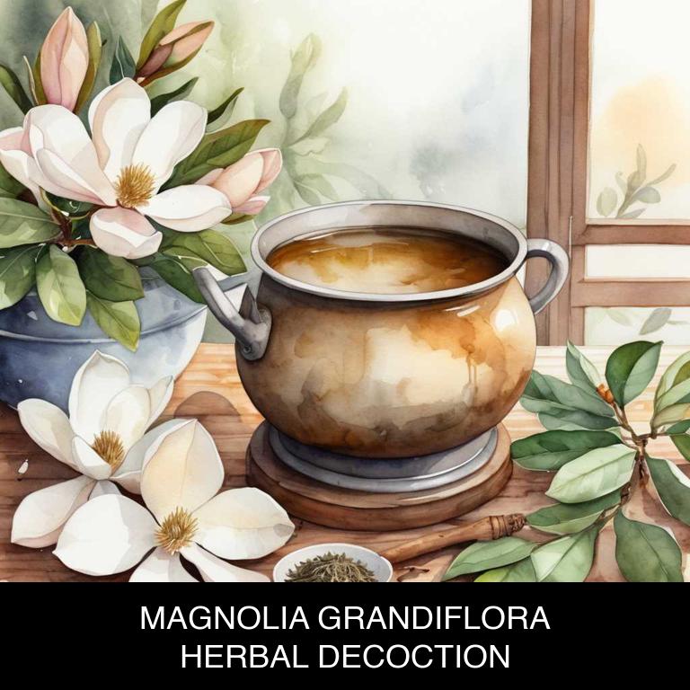 magnolia grandiflora herbal decoctions for restless-leg-syndrome