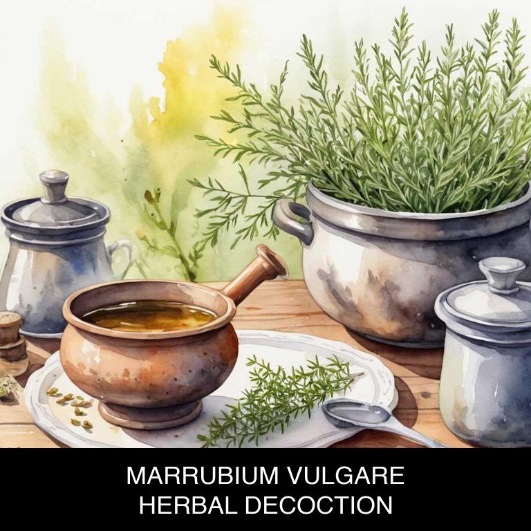 marrubium vulgare herbal decoctions for periods-over-bleeding