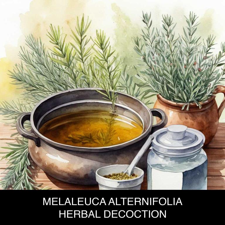 melaleuca alternifolia herbal decoctions for jock-itch