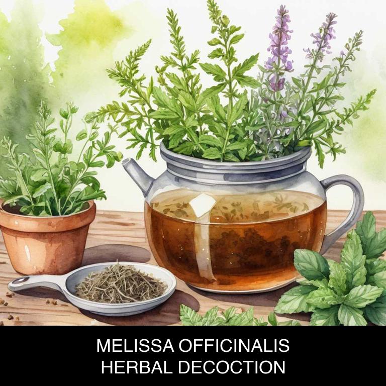 melissa officinalis herbal decoctions for periodontal-disease