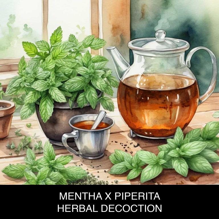 mentha x piperita herbal decoctions for acid-reflux